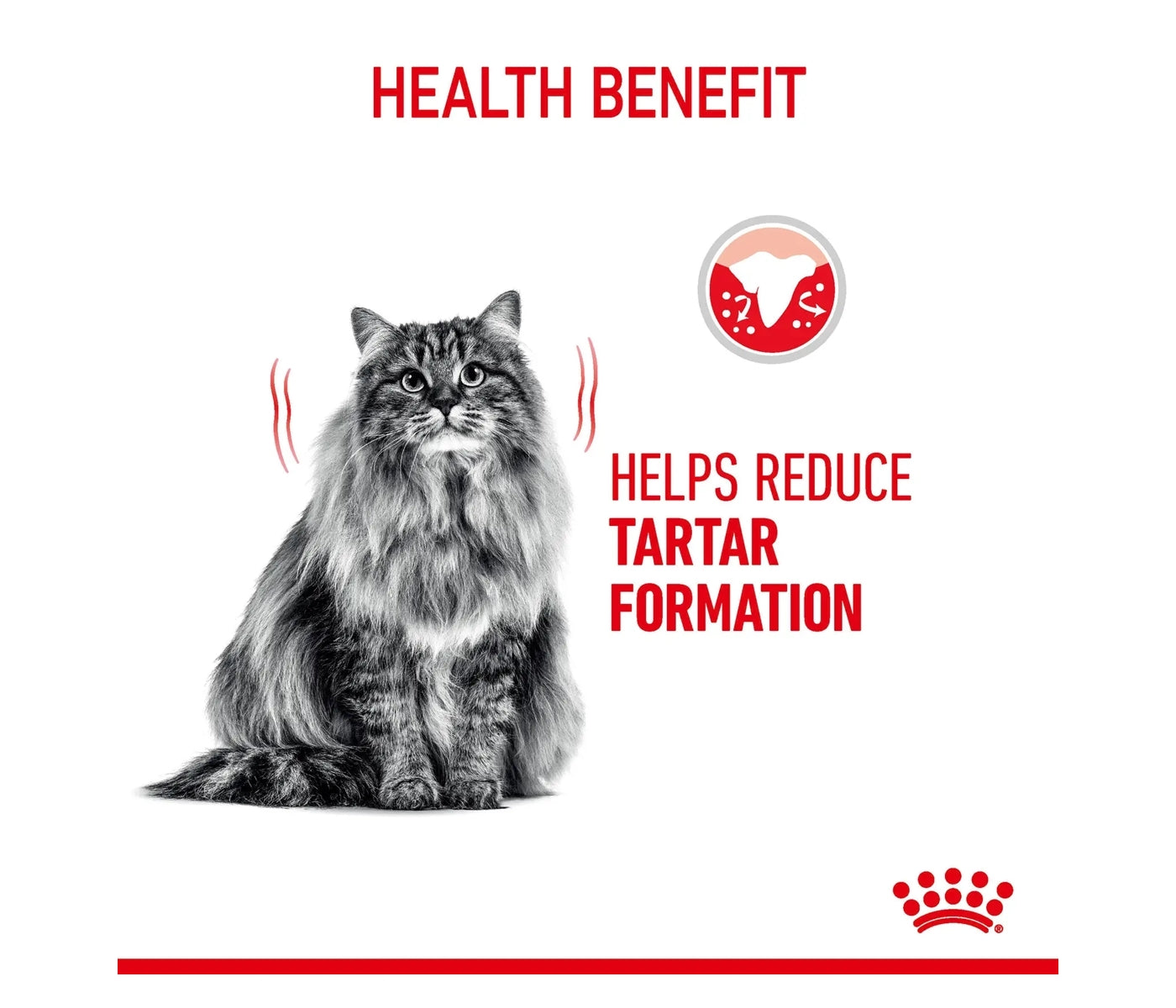 Royal Canin Dental Care 1.5kg - Dry Cat Food - Buy Online SPR Centre UK