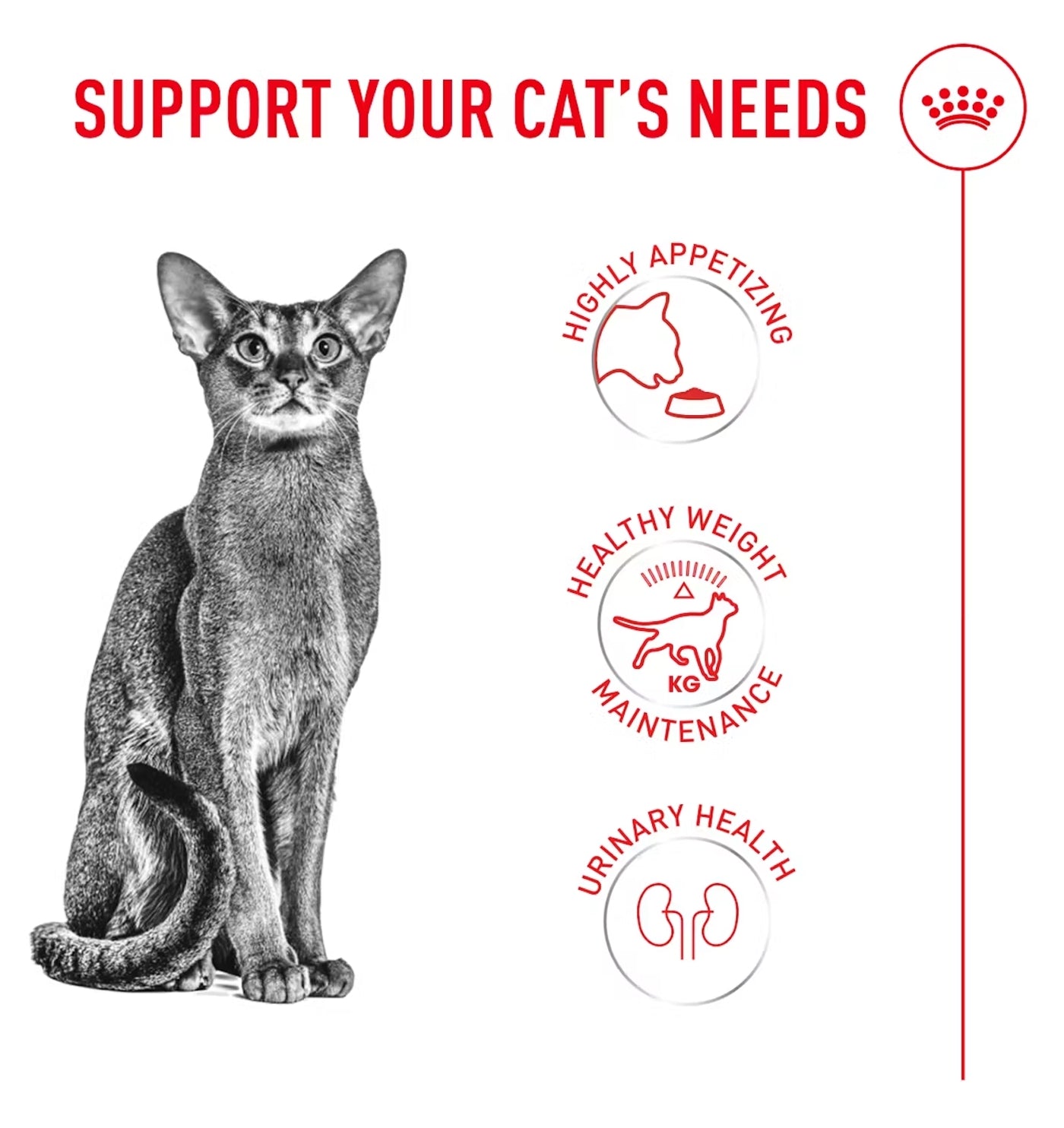 Royal Canin - Fussy - Dry Cat Food - 2kg - Buy Online SPR Centre UK