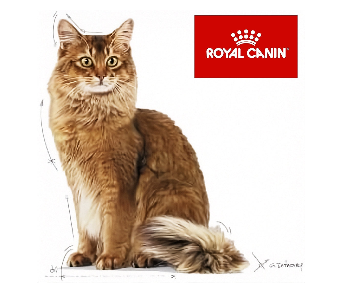Royal Canin Light Weight Care 1.5kg - Dry Cat Food - Buy Online SPR Centre UK
