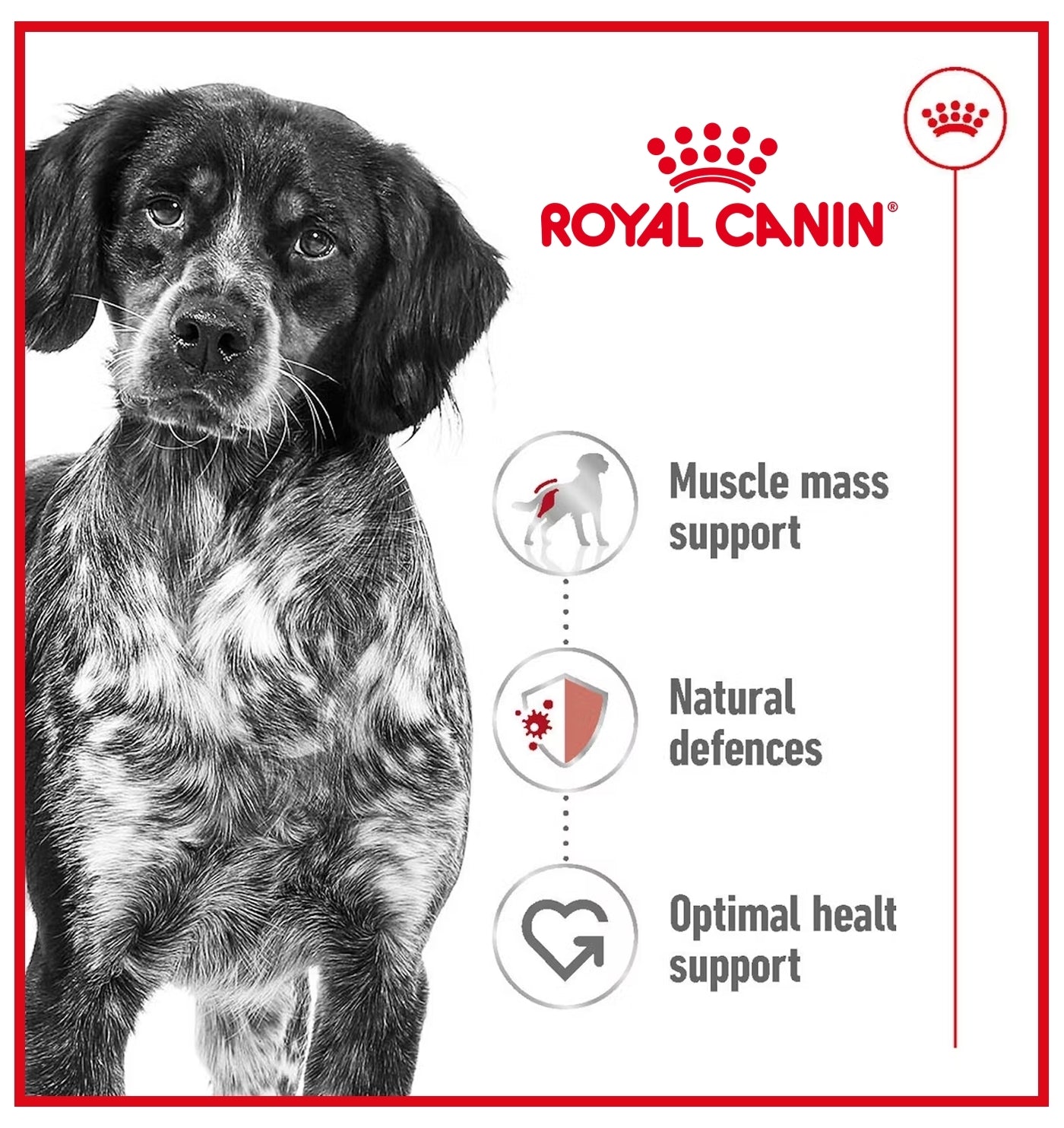 Royal Canin - Medium Adult 7+ Dog Food - Buy Online SPR Centre UK