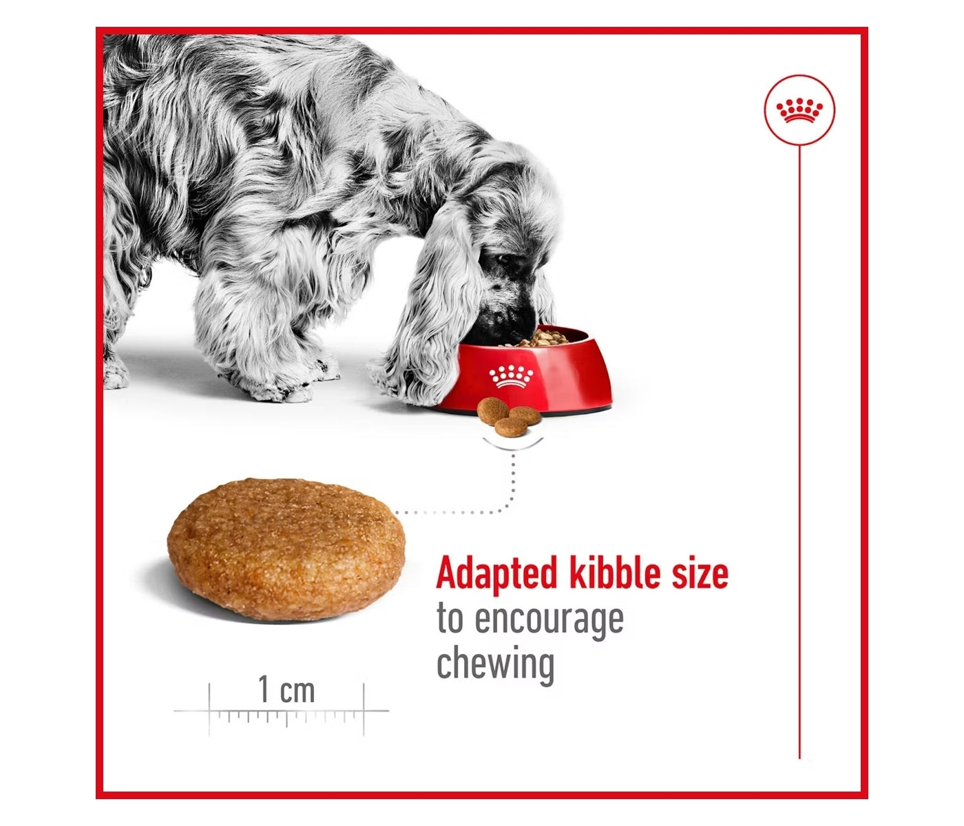Royal Canin - Medium Adult 7+ Dog Food - Buy Online SPR Centre UK