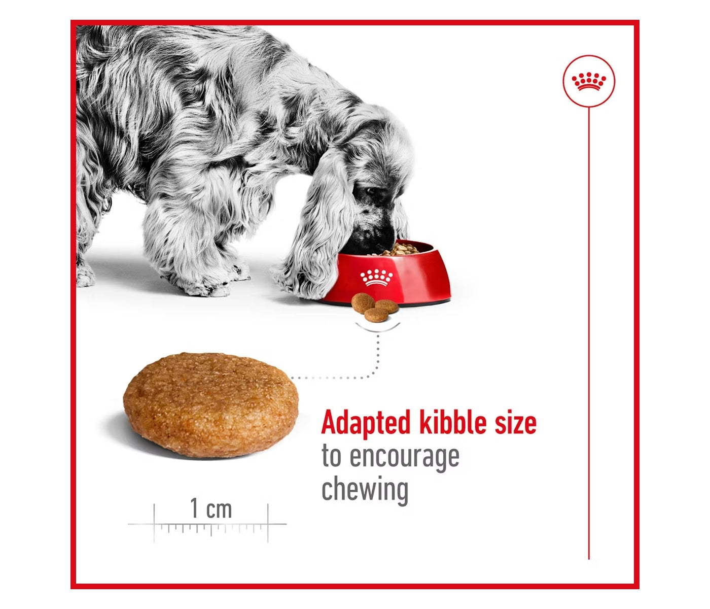 Royal Canin Medium Adult 3kg - Buy Online SPR Centre UK