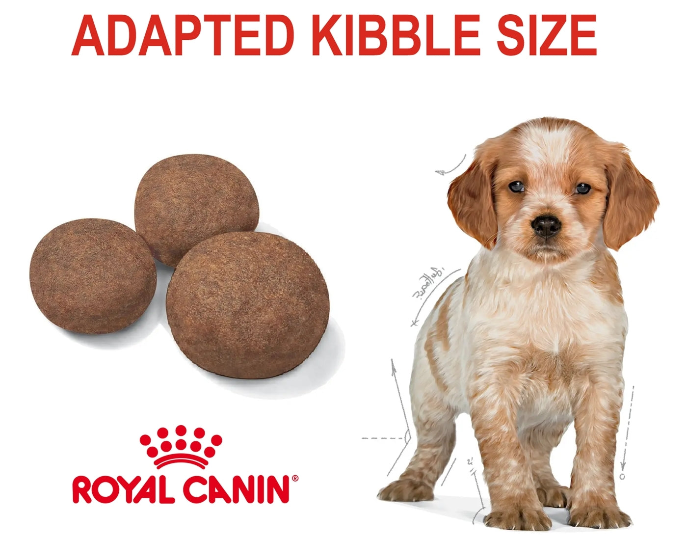 Royal Canin - Medium Puppy 4kg - Buy Online SPR Centre UK