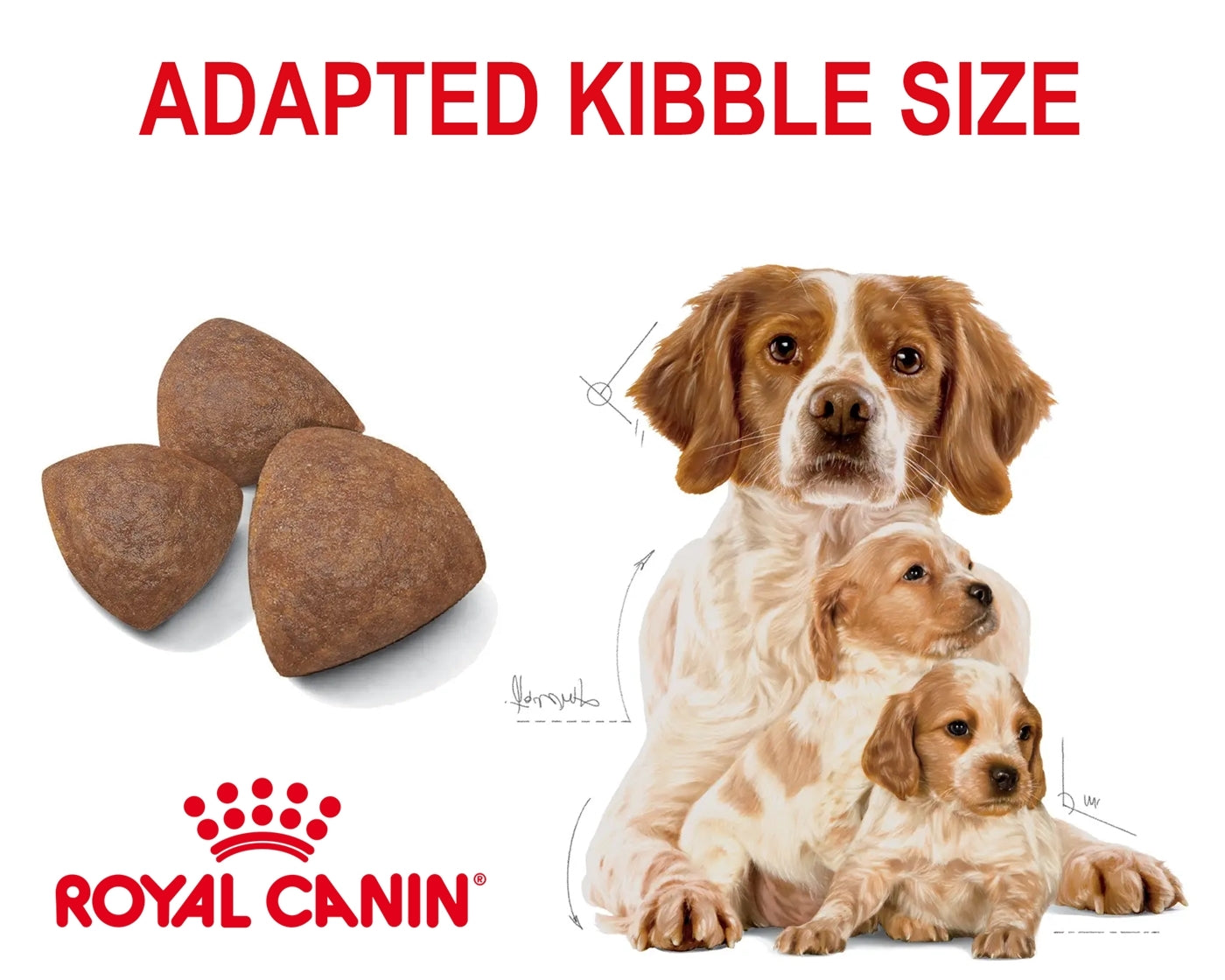 Royal Canin - Medium Starter Mother & Babydog 4kg - Buy Online SPR Centre UK