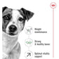 Royal Canin - Mini Adult 8+ | Dog Food - Buy Online SPR Centre UK