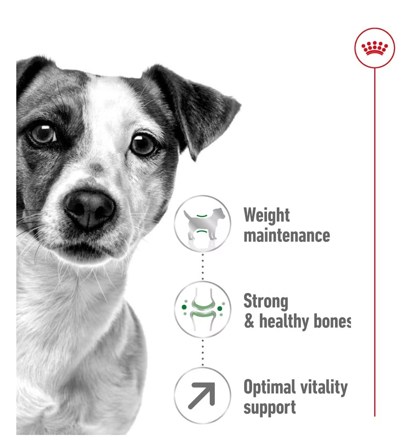 Royal Canin - Mini Adult 8+ | Dog Food - Buy Online SPR Centre UK