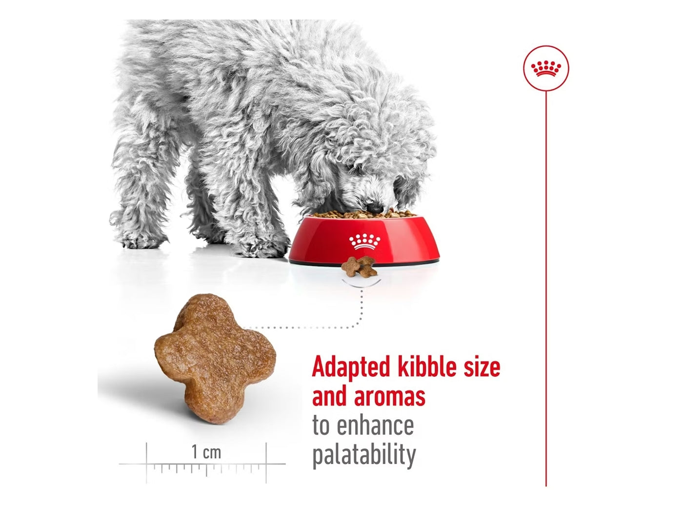 Royal Canin - Mini Adult 8+ | Dog Food - Buy Online SPR Centre UK