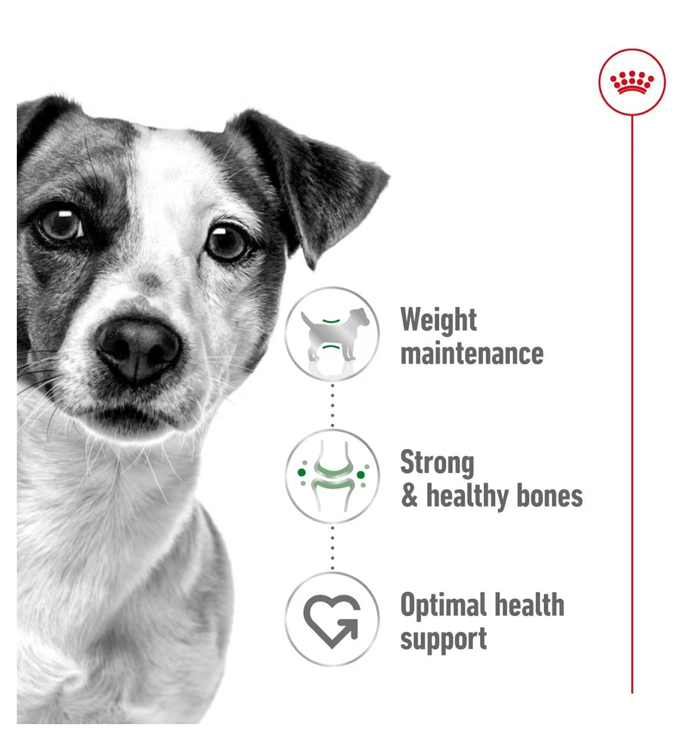 Royal Canin - Mini Adult | Dog Food - Buy Online SPR Centre UK