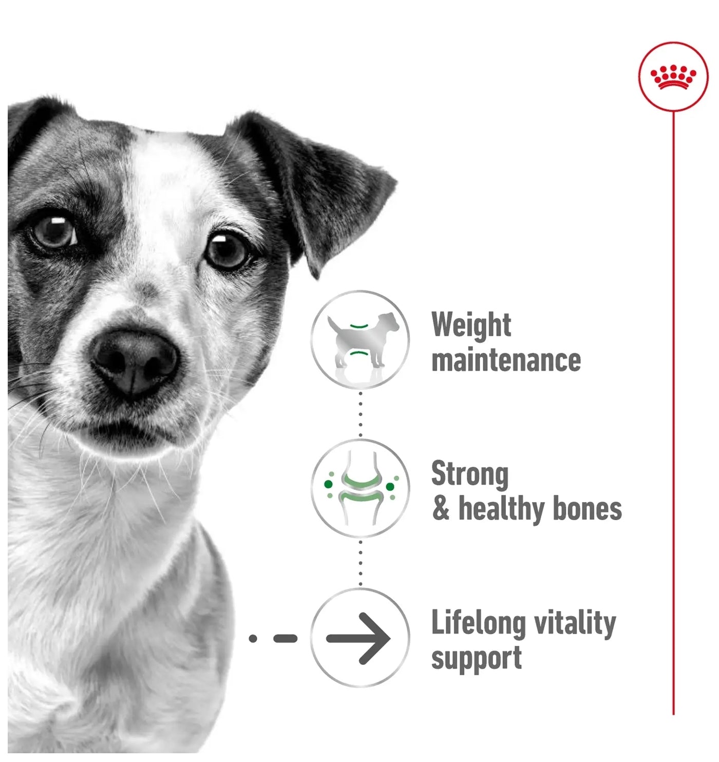 Royal Canin - Mini Ageing 12+ | Dog Food - Buy Online SPR Centre UK