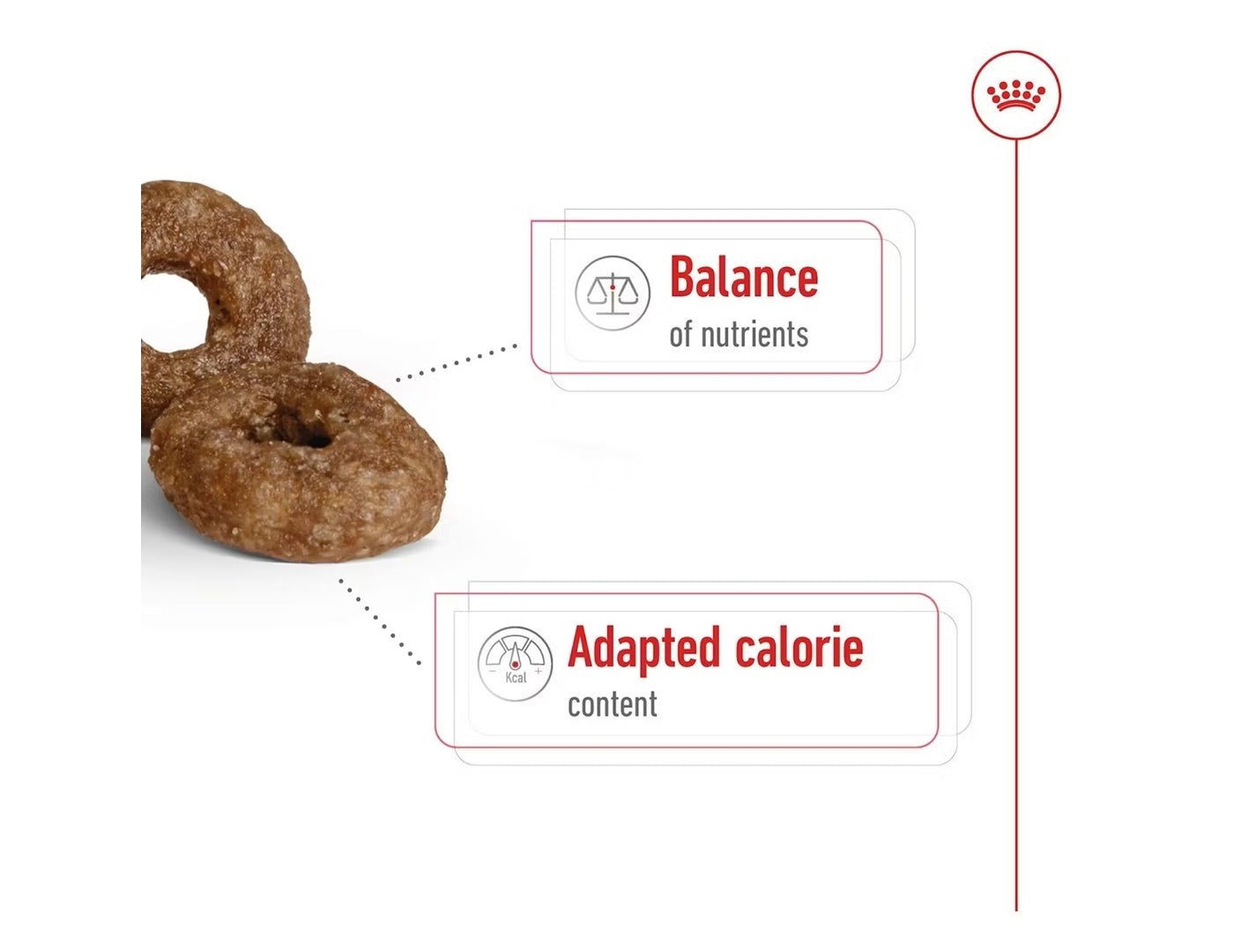Royal Canin - Mini Ageing 12+ | Dog Food - Buy Online SPR Centre UK