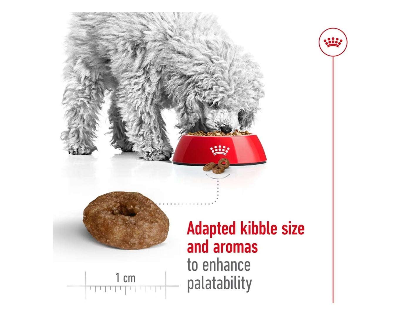 Royal Canin - Mini Ageing 12+ | Dog Food - Buy Online SPR Centre UK