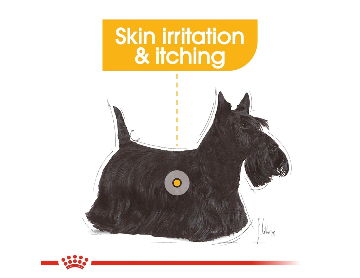 Royal Canin - Mini Dermacomfort | Dog Food - Buy Online SPR Centre UK