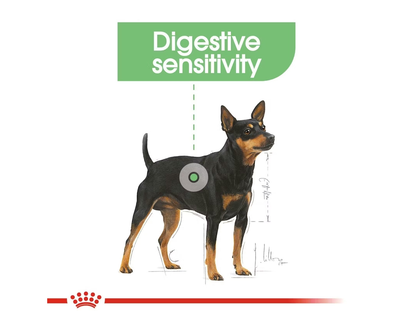Royal Canin - Mini Digestive Care | Dog Food - Buy Online SPR Centre UK