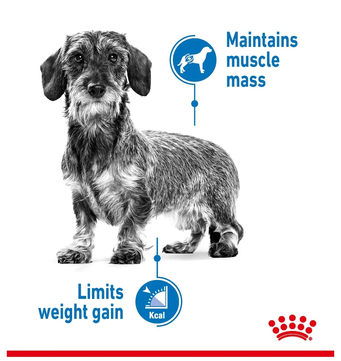 Royal Canin - Mini Light Weight Care | Dog Food - Buy Online SPR Centre UK
