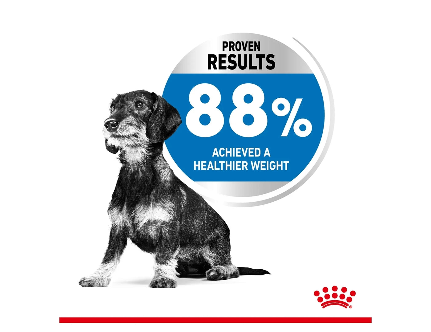 Royal Canin - Mini Light Weight Care | Dog Food - Buy Online SPR Centre UK