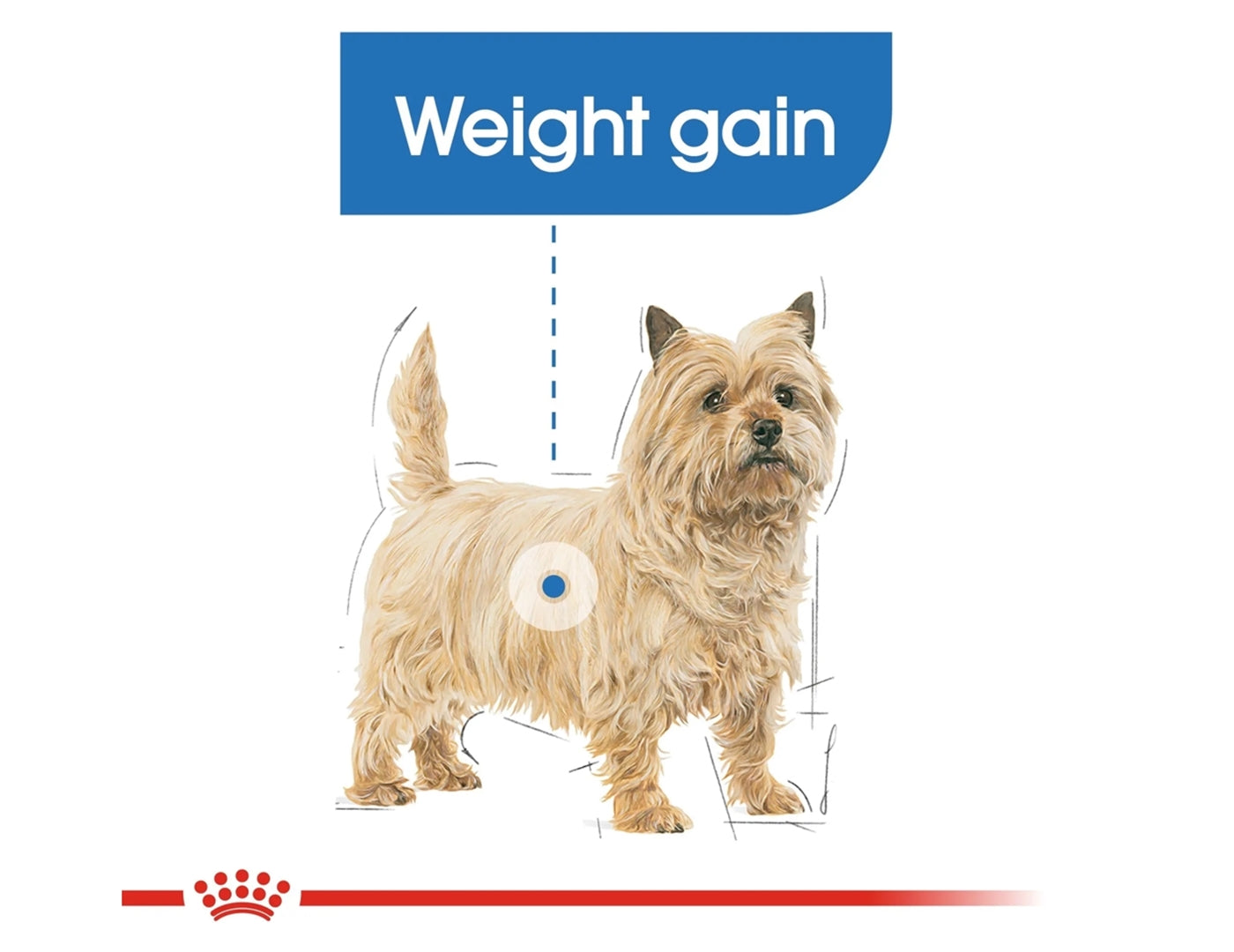 Royal Canin - Mini Light Weight Care | Dog Food - Buy Online SPR Centre UK