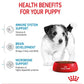 Royal Canin - Mini Puppy | Dog Food - Buy Online SPR Centre UK
