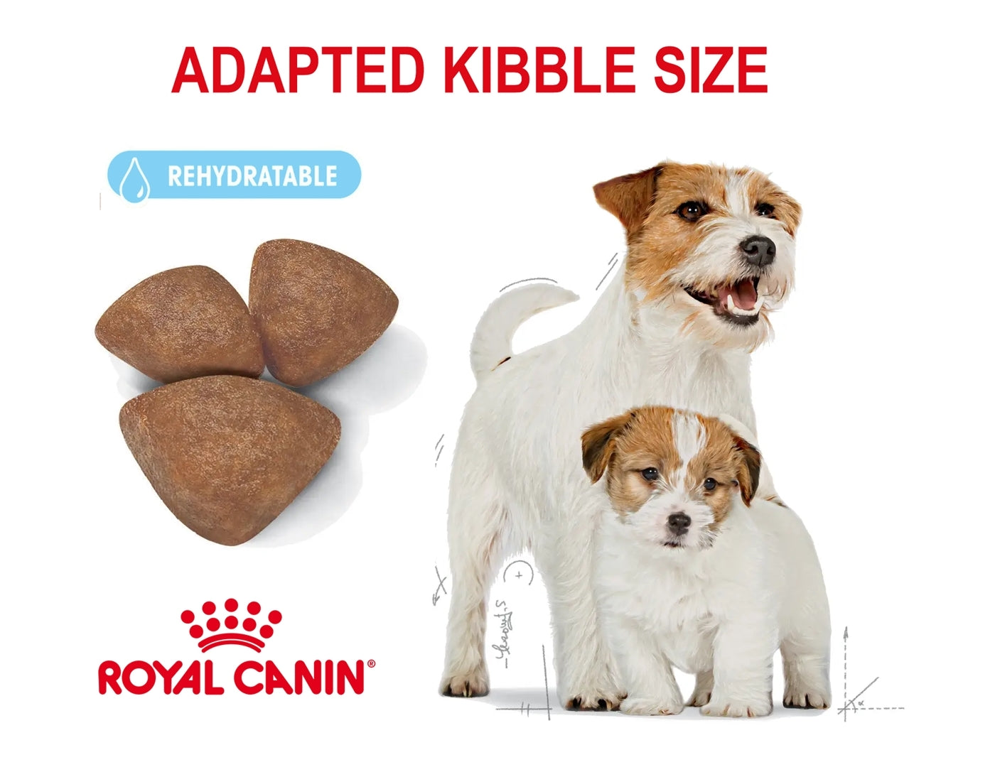 Royal Canin Mini Starter Mother & Babydog 4kg - Buy Online SPR Centre UK