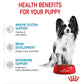 Royal Canin X-Small Puppy Food 1.5kg - Buy Online SPR Centre UK