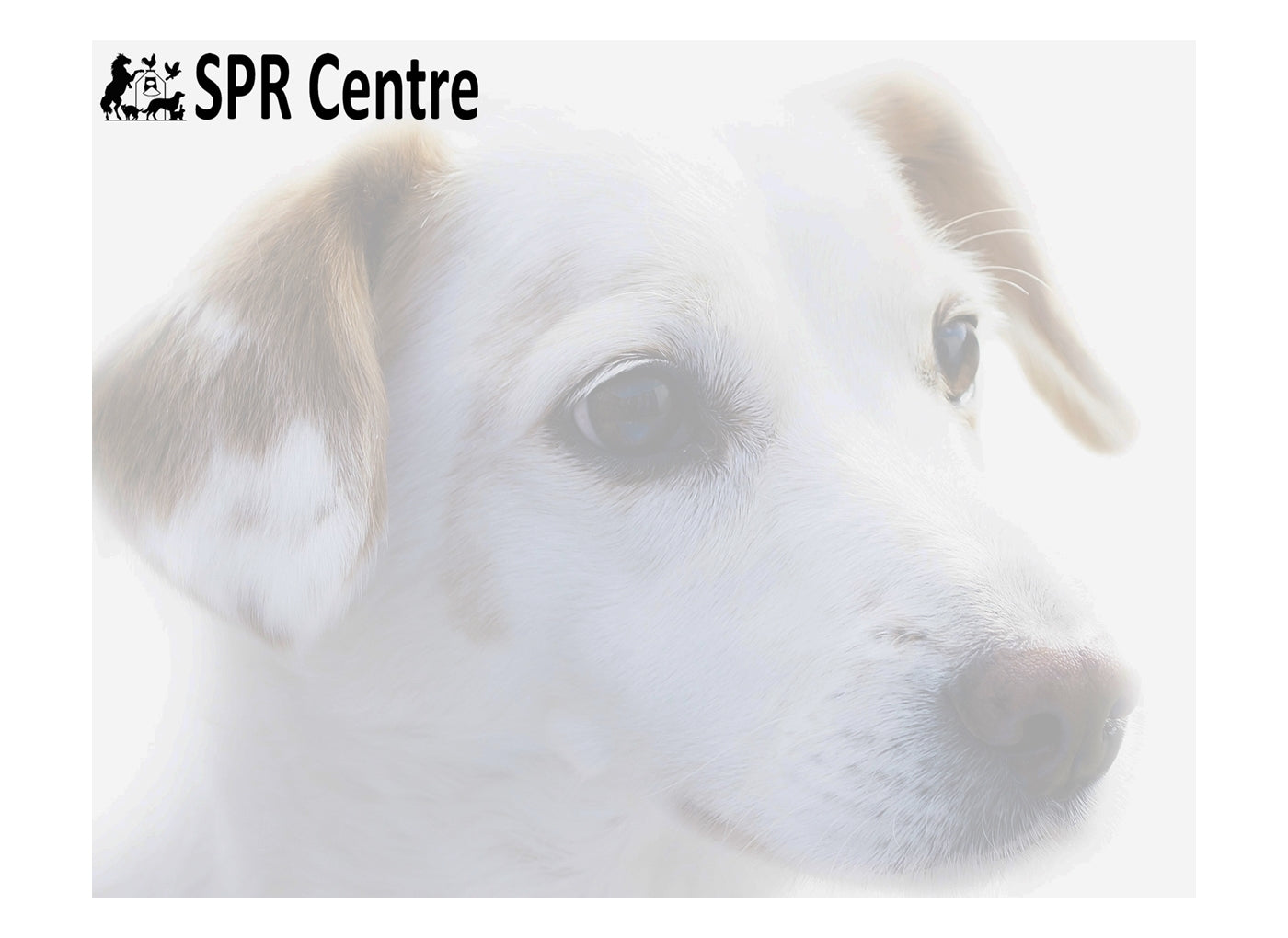 SPR - Gluten Free Light & Mature Dog Food - Buy Online SPR Centre UK