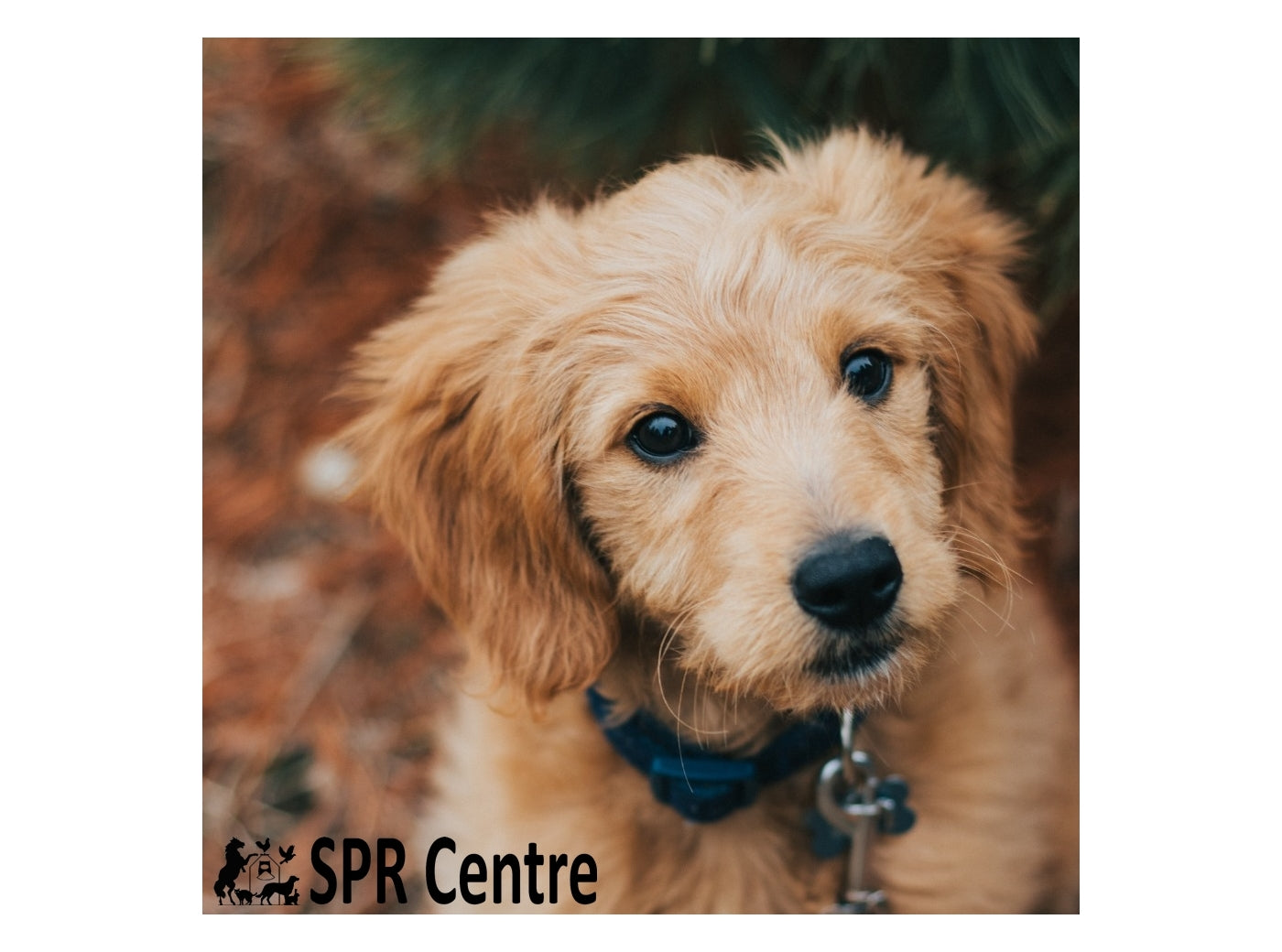 SPR - Grain Free Puppy Food - Chicken & Sweet Potato - Buy Online SPR Centre UK