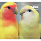 Savic - Clipper Fountain Drinker for Cage Birds (Medium) - Buy Online SPR Centre UK