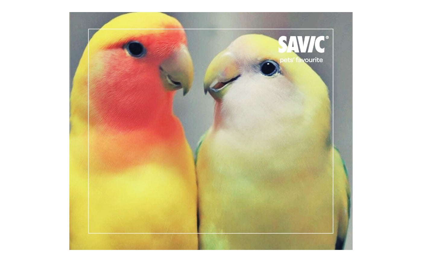 Savic - Clipper Fountain Drinker for Cage Birds (Medium) - Buy Online SPR Centre UK