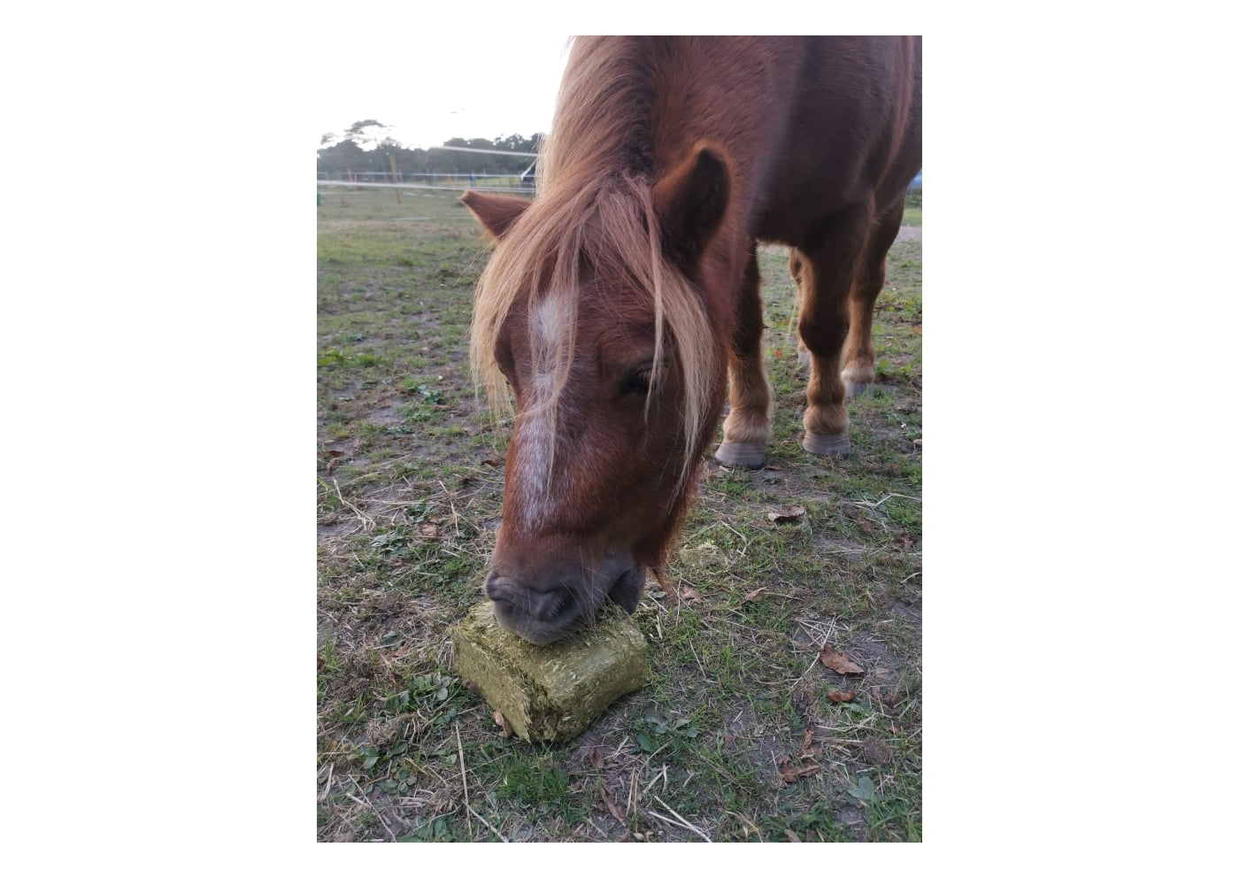 Silvermoor Grassabix Magical Minty Unicorn | Horse Feed - Buy Online SPR Centre UK