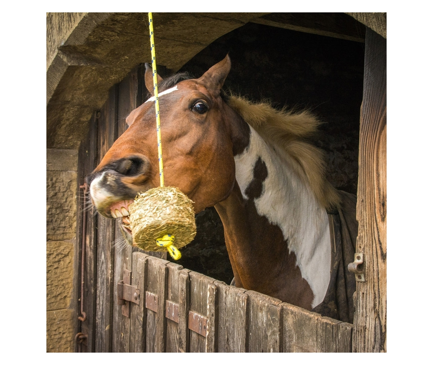 Silvermoor Swingers (Amazing Apple) | Horse Feed - Buy Online SPR Centre UK
