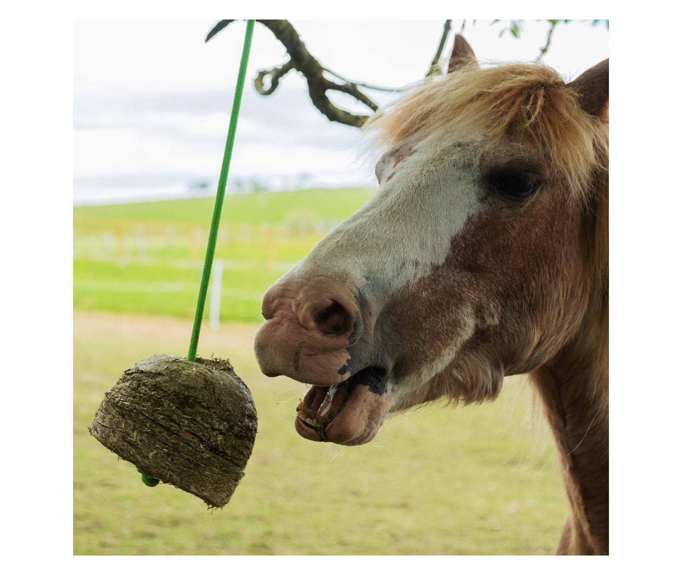 Silvermoor Swingers (Amazing Apple) | Horse Feed - Buy Online SPR Centre UK