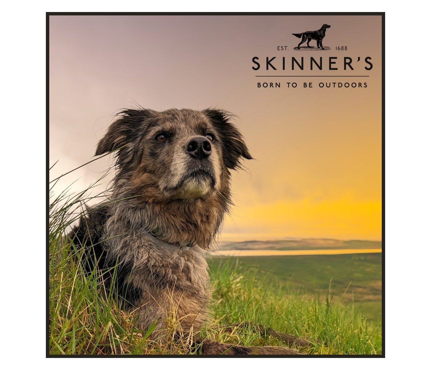 Skinner's - Field & Trial Maintenance Plus *VAT Free* - Buy Online SPR Centre UK