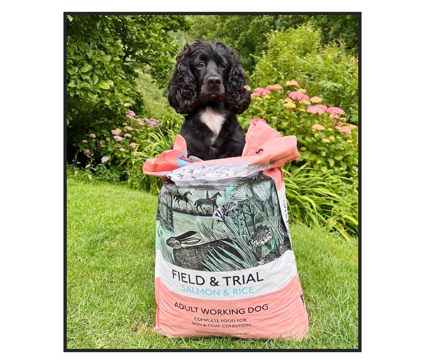 Skinner's - Field & Trial Salmon & Rice _*VAT FREE* - Buy Online SPR Centre UK