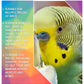 SkyGold - Aviary Mix 20kg | Cage Bird Food - Buy Online SPR Centre UK