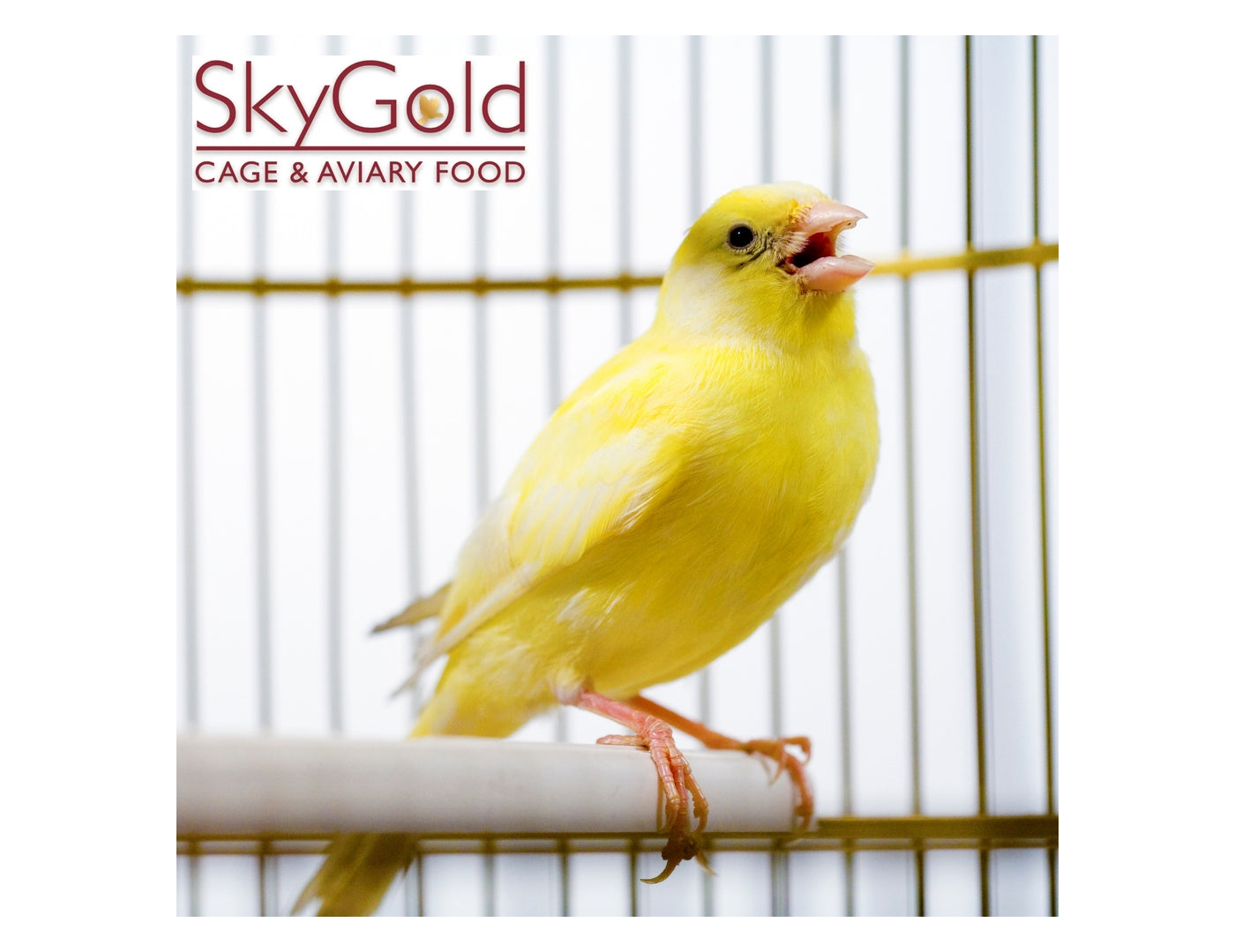 SkyGold - Aviary Mix 20kg | Cage Bird Food - Buy Online SPR Centre UK