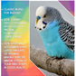 SkyGold - Budgie 50/50 Mix 20kg - Buy Online SPR Centre UK