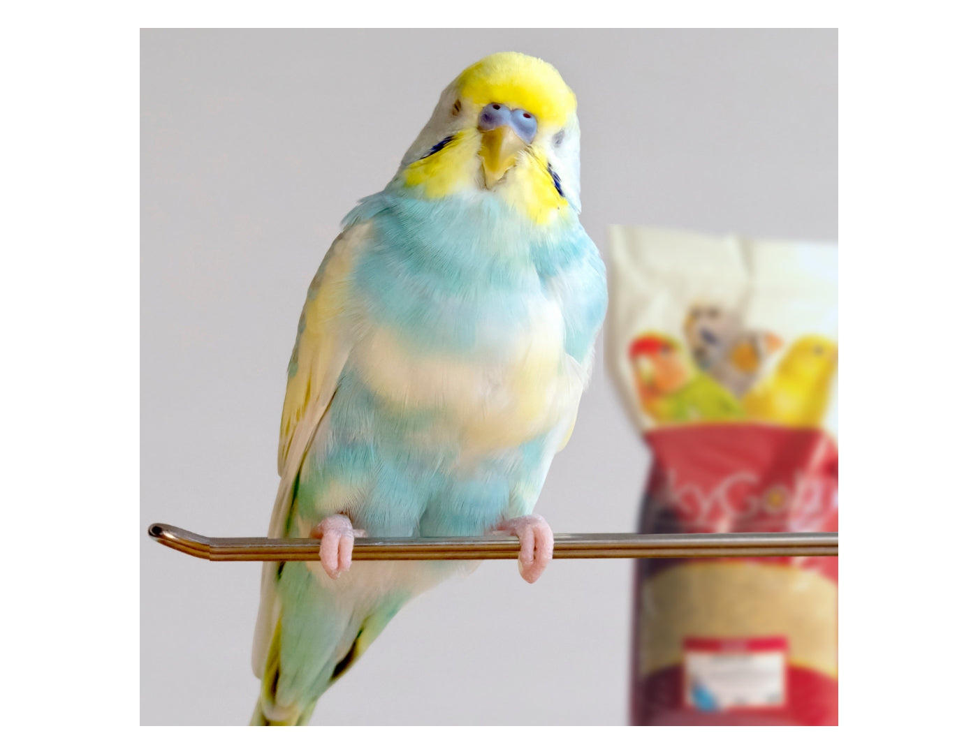 SkyGold - Budgie 50/50 Mix 20kg - Buy Online SPR Centre UK