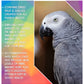SkyGold - Fruit & Aniseed Parrot Mix 12.5kg - Buy Online SPR Centre UK