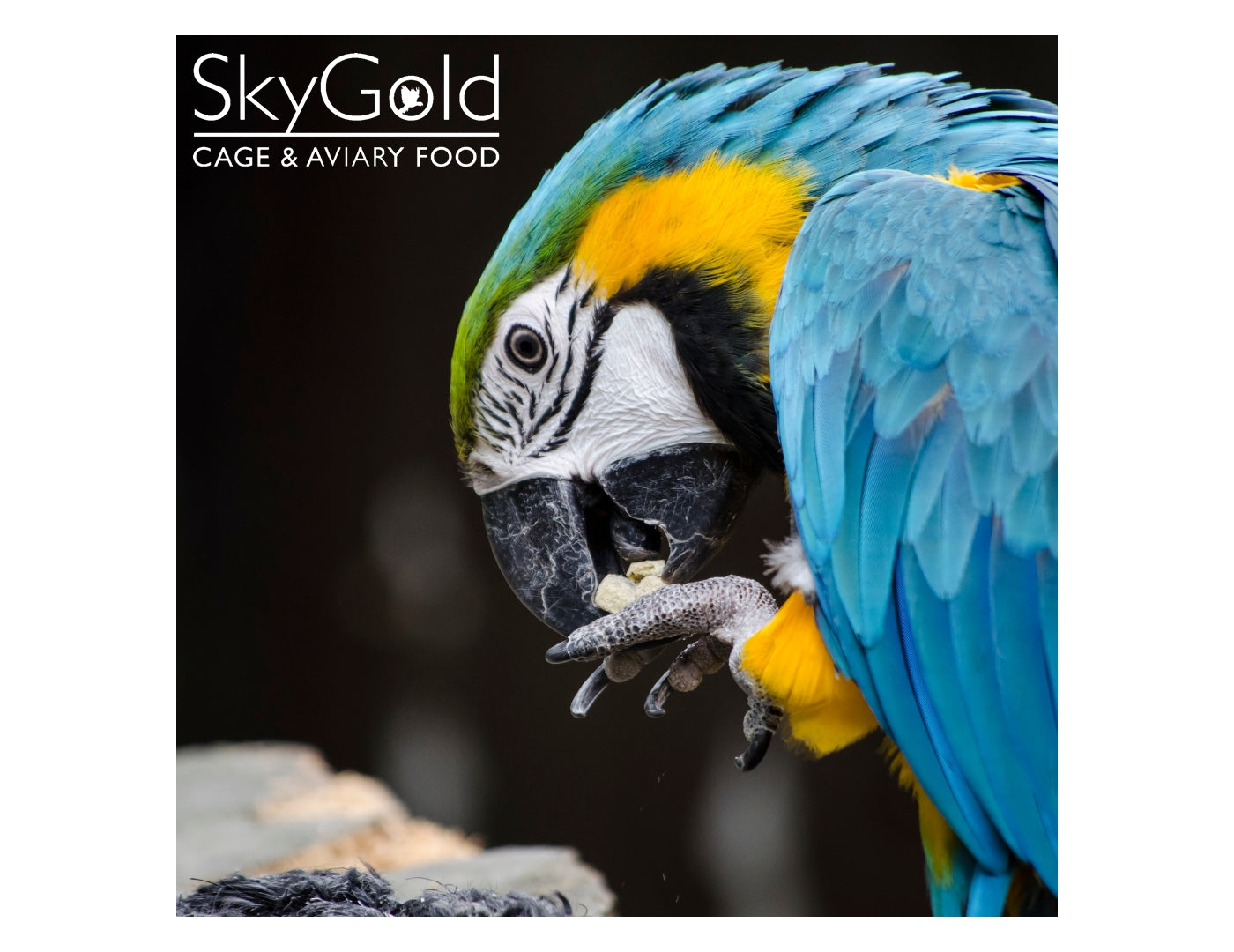 SkyGold - Fruit & Aniseed Parrot Mix 12.5kg - Buy Online SPR Centre UK