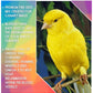 SkyGold - Gourmet Canary Food - Buy Online SPR Centre UK
