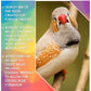 SkyGold - Gourmet Foreign Finch | Cage Bird Food - Buy Online SPR Centre UK