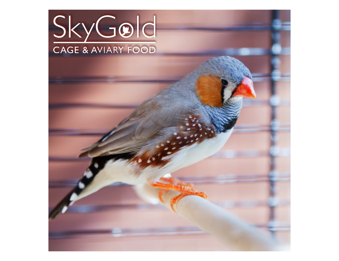 SkyGold - Gourmet Foreign Finch | Cage Bird Food - Buy Online SPR Centre UK