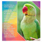 SkyGold - Oasis Parrot Mix - 2.5kg Tub
