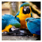SkyGold - Oasis Parrot Mix - 2.5kg Tub