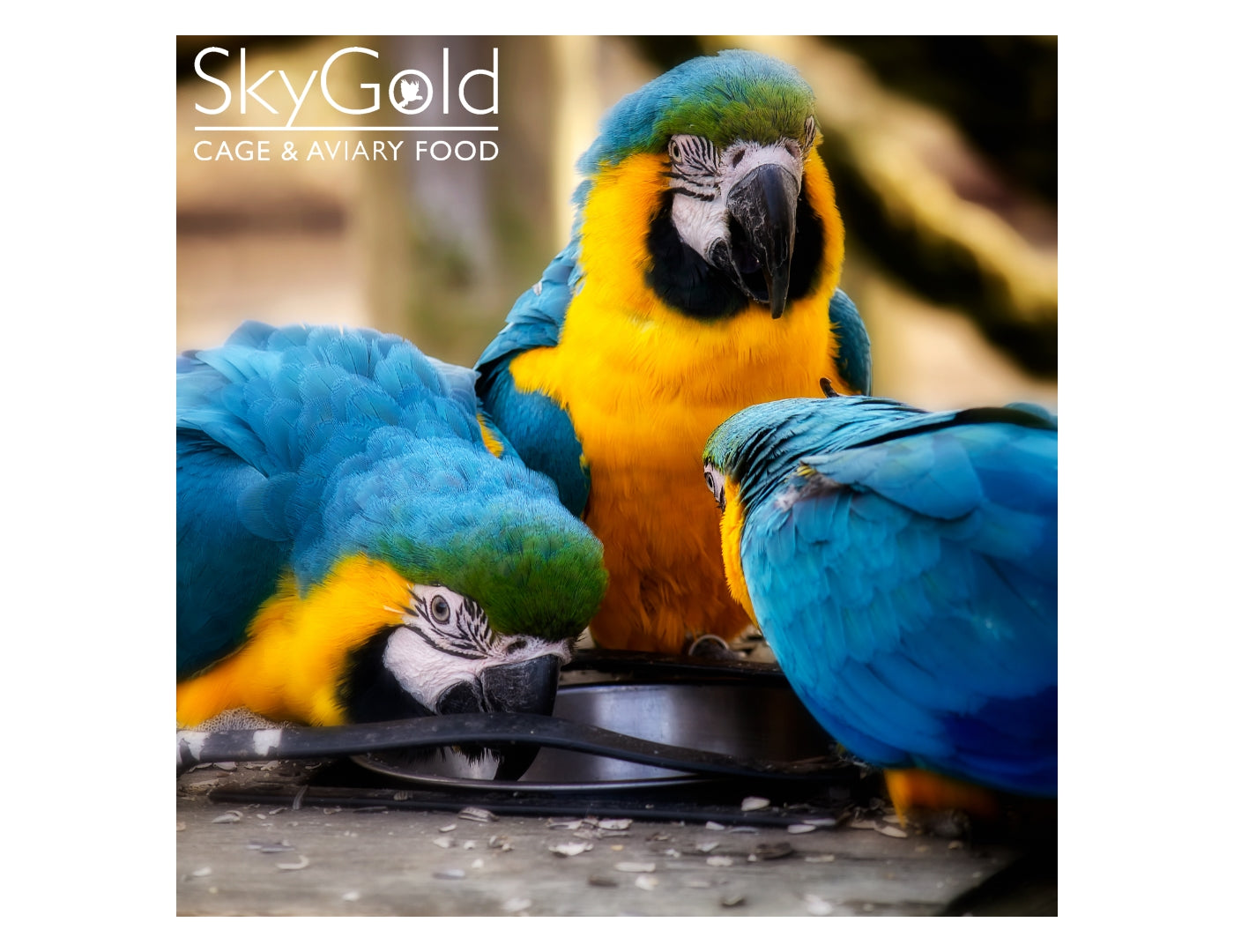 SkyGold - Oasis Parrot Mix - 2.5kg Tub