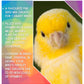 SkyGold - Popular Canary Mix 20kg - Buy Online SPR Centre UK