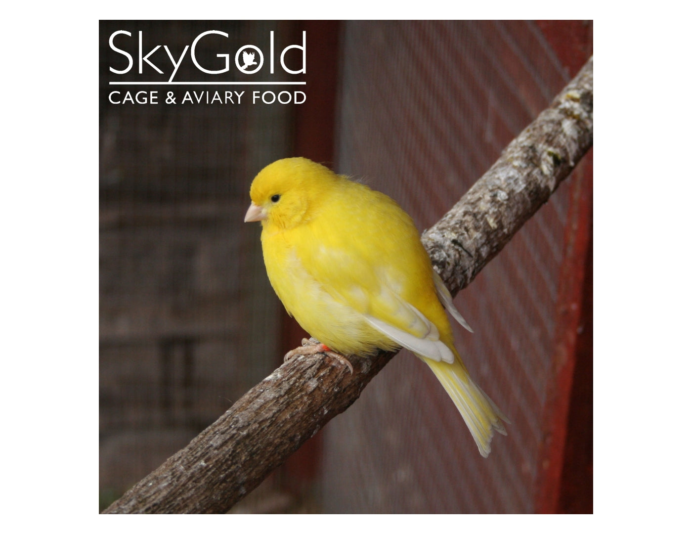 SkyGold - Popular Canary Mix 20kg - Buy Online SPR Centre UK