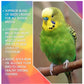 SkyGold - Quality Budgie Food - Buy Online SPR Centre UK