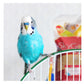 SkyGold - Quality Budgie Food - Buy Online SPR Centre UK