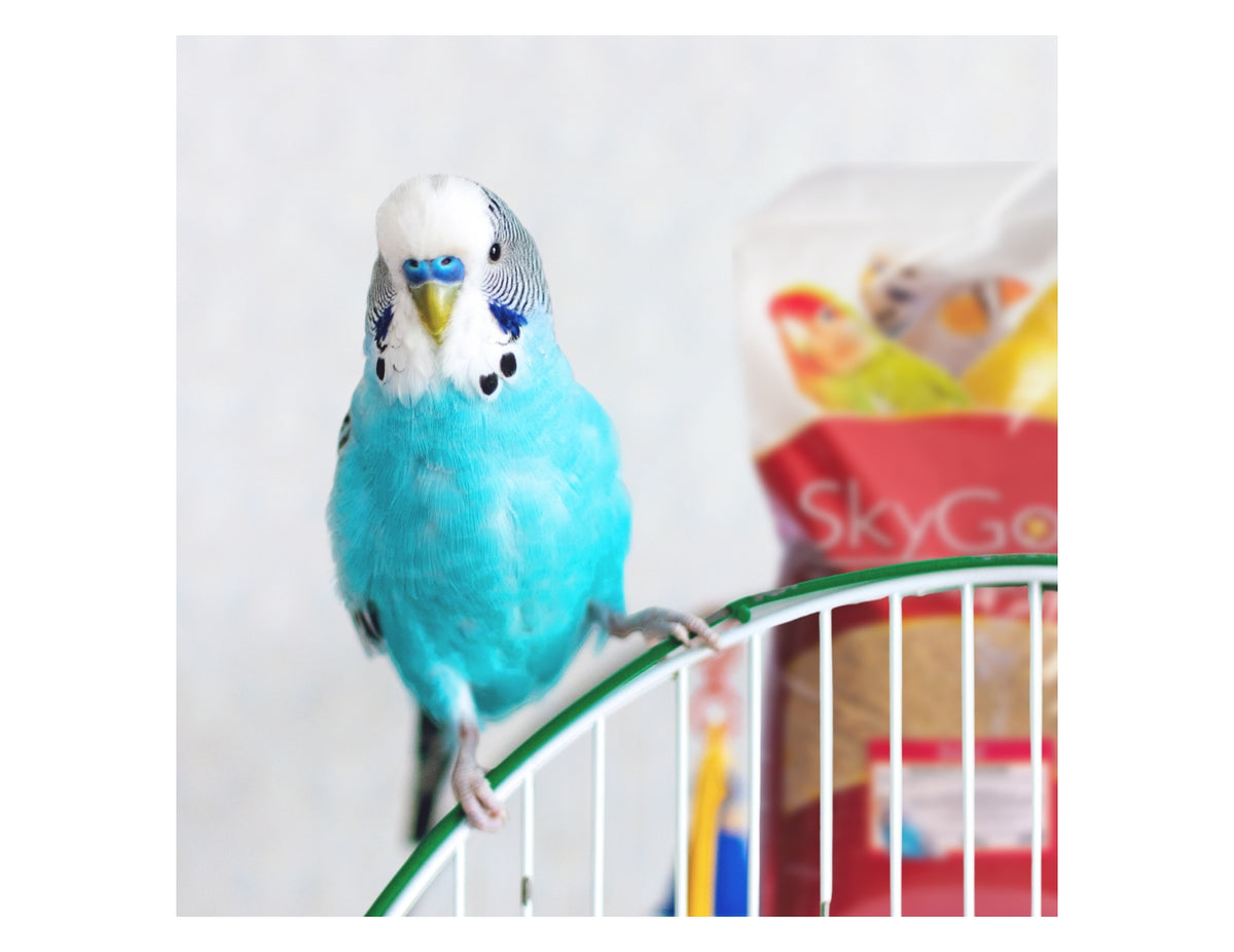 SkyGold - Quality Budgie Food - Buy Online SPR Centre UK