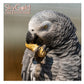SkyGold - Royale Parrot Mix 2.5kg Tub - Buy Online SPR Centre UK